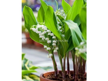 Момина сълза (Convallaria majalis, forcing pipes) 1 бр