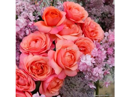 Роза Coral Lions-Rose (флорибунда) серия Fantasia - Kordes -1 брой - 4