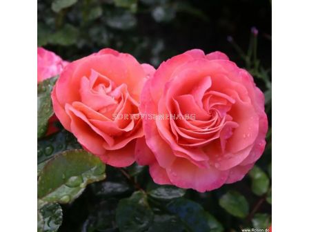 Роза Coral Lions-Rose (флорибунда) серия Fantasia - Kordes -1 брой - 6