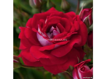 Роза Corazon (миниатюрна роза), серия Lilliputs - Kordes - 1 брой - 1