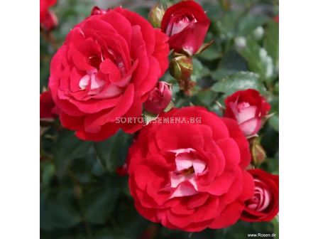 Роза Corazon (миниатюрна роза), серия Lilliputs - Kordes - 1 брой - 2