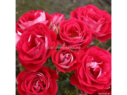 Роза Corazon (миниатюрна роза), серия Lilliputs - Kordes - 1 брой - 4