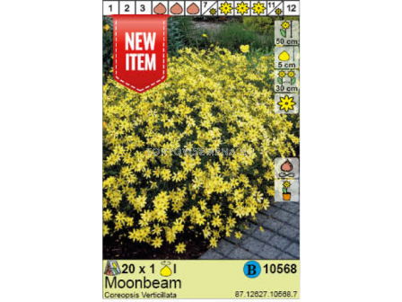 Кореопсис / Coreopsis Verticillata Moombeam - 1 бр.