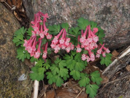 Коридалис/ Corydalis solida - 1 бр.