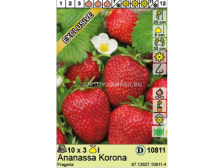 Ягоди Korona  - 3 коренища