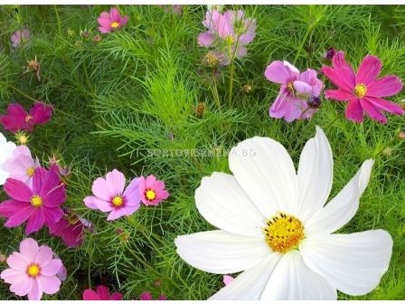 Космос Mexican Aster -1 г