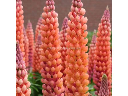 Лупина /Lupinus Salmon red/ 1 бр
