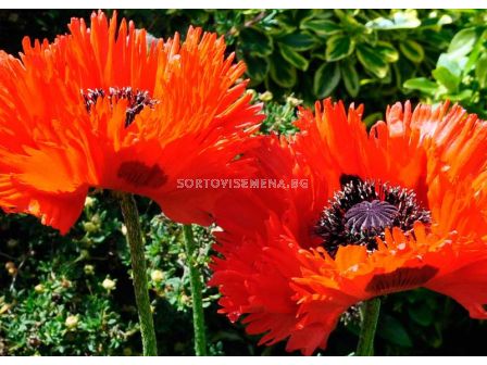 Мак - Papaver Ruffles Turkenlouis -1 корен 