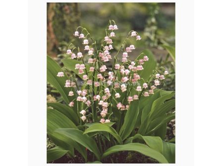 Момина сълза Розова - Convallaria Majalis Rosea - 1 корен - sortovisemena.bg Момина сълза Розова - Convallaria Majalis Rosea - 1 корен