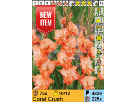 Гладиол Coral Crush - 1 брой