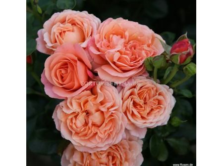 Роза Coral Lions-Rose (флорибунда) серия Fantasia - Kordes -1 брой - 2