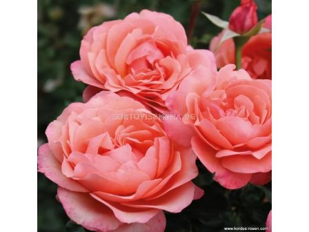 Роза Coral Lions-Rose (флорибунда) серия Fantasia - Kordes -1 брой - 3