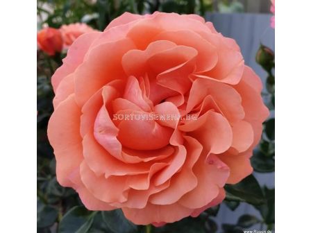 Роза Coral Lions-Rose (флорибунда) серия Fantasia - Kordes -1 брой - 5