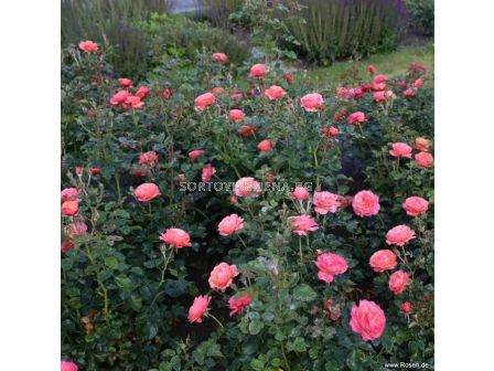 Роза Coral Lions-Rose (флорибунда) серия Fantasia - Kordes -1 брой - 7