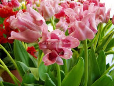 Лале/ Tulip coronet Picture - 1 бр.