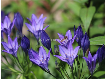 Трителея Corrina - 1 брой