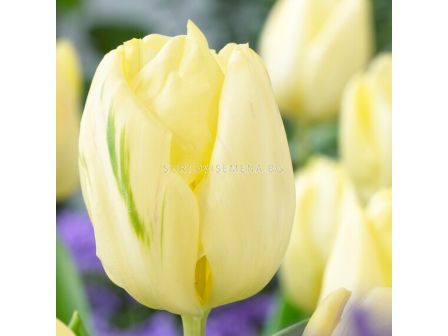 Лале /Tulip Creme Flag/ 11/12