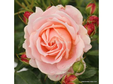 Роза Cremosa ADR (флорибунда) - Kordes - 1 брой - 1