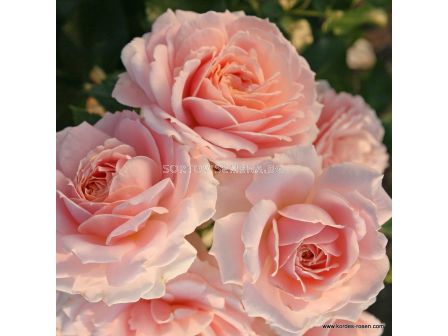 Роза Cremosa ADR (флорибунда) - Kordes - 1 брой - 2