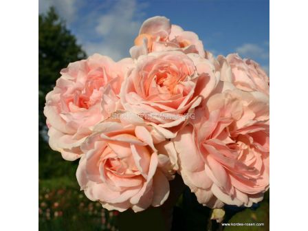 Роза Cremosa ADR (флорибунда) - Kordes - 1 брой - 3