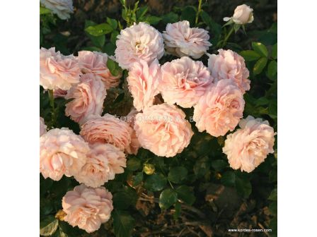 Роза Cremosa ADR (флорибунда) - Kordes - 1 брой - 4