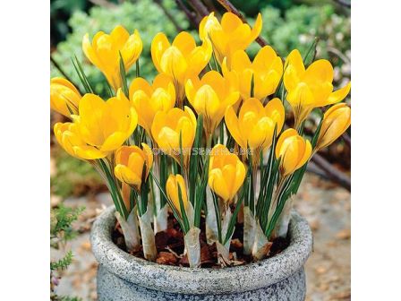 Минзухар /Crocus Crocus Yellow Mammouth / 6/7