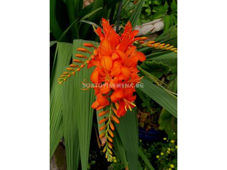 Крокосмия /Crocosmia masonorum/ 