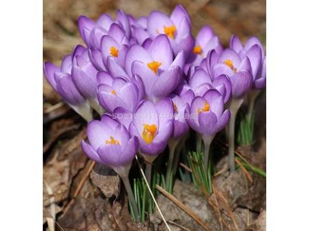 Минзухар tommasinianus Barr's Purple 