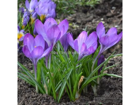 Минзухар/ Crocus vernus ssp vernus - 1 бр. - 1