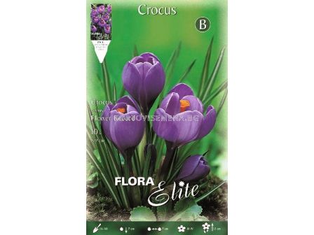 Минзухари (Crocus) Flower Record 