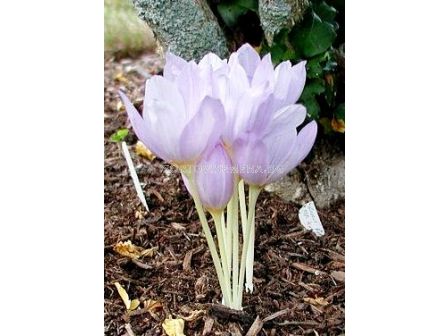 Минзухар (Crocus) kotschyanus - 1бр - 2