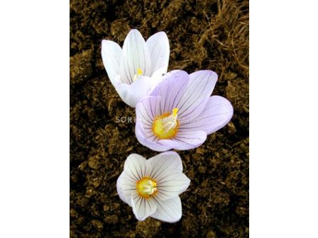 Минзухар (Crocus) kotschyanus - 1бр - 1