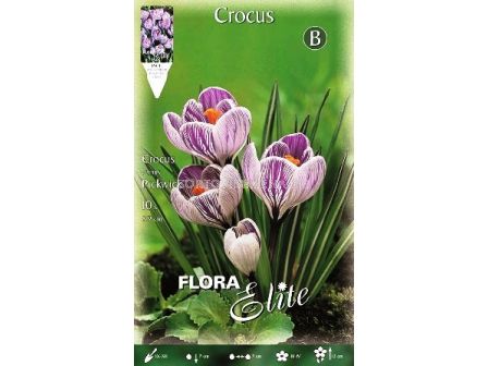 Минзухари (Crocus) Pickwick 