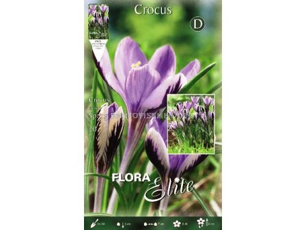 Минзухари (Crocus) Spring Beauty