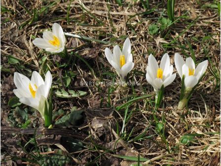 Минзухари/ Crocus vernus ssp albiflorus - 1 бр.