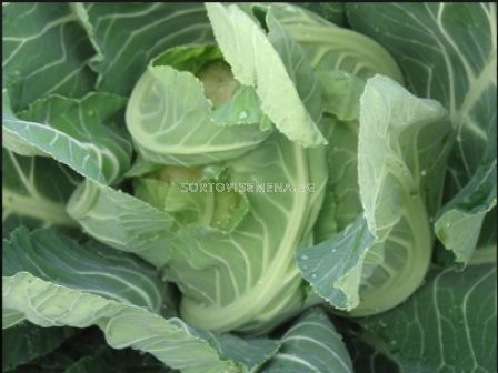 Семена карфиол Crenique F1 - 1000 бр.семена