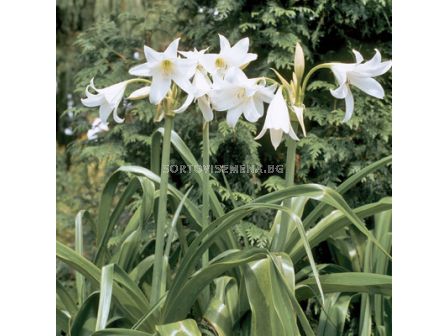 Кринум / Crinum powellii 'Album'/ 1 бр