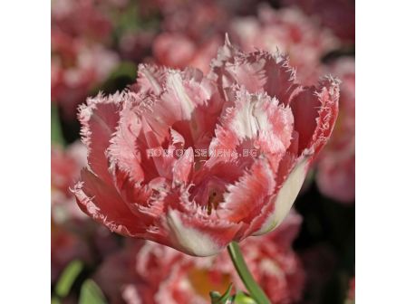 Лале Crispion Sweet 1 бр