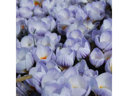 Минзухарchrysanthus Blue Marlin/ 1 бр - sortovisemena.bg Минзухарchrysanthus Blue Marlin/ 1 бр