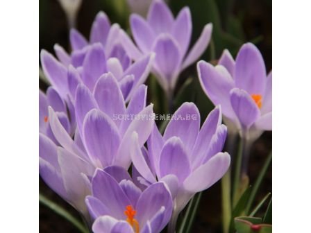 Минзухари vernus Vanguard - 1 бр.