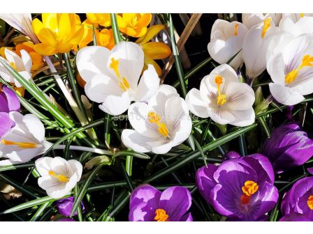 Разпродажба минзухари микс - 20 броя