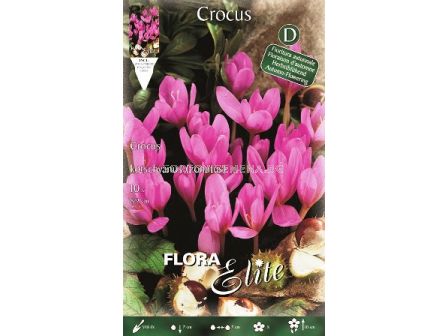 Колхикум Kotschyanus (Есенен минзухар)