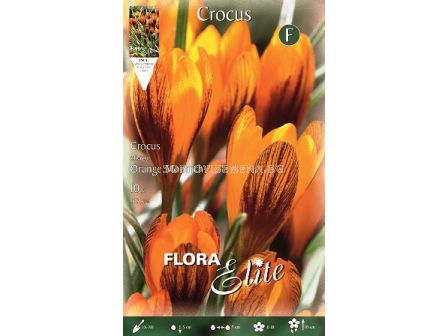 Минзухари  Orange Monarch