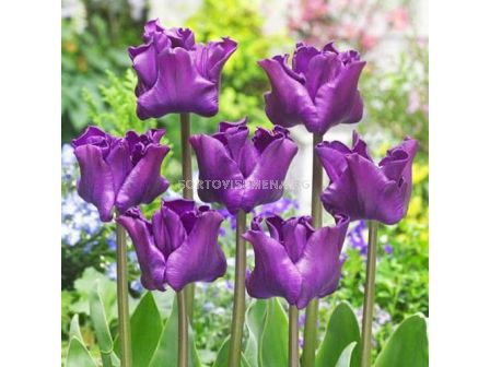 Лале Crown of Negrita /Special edition/ 1 бр