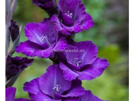 Гладиол butterfly 'Cum Suis' 10/12 - 1 бр. - sortovisemena.bg Гладиол butterfly 'Cum Suis' 10/12 - 1 бр.