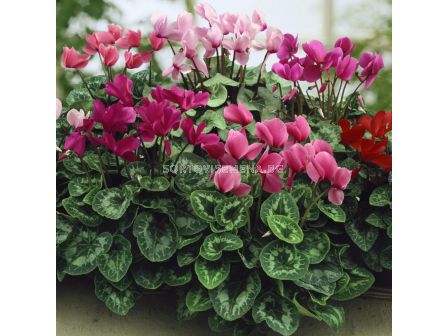 Циклама / Cyclamen persicum / 1 бр