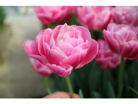 Лале /Tulip Voque/ 11/12