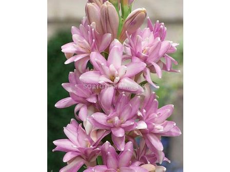Тубероза Polianthus Pink Sapphire
