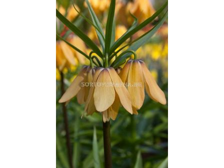 Фритилария /Fritillaria imperialis 'Vivaldi'/ 1 бр