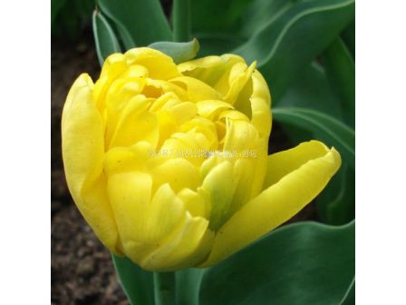 Лале /Tulip Yellow Baby/ Double 11/12